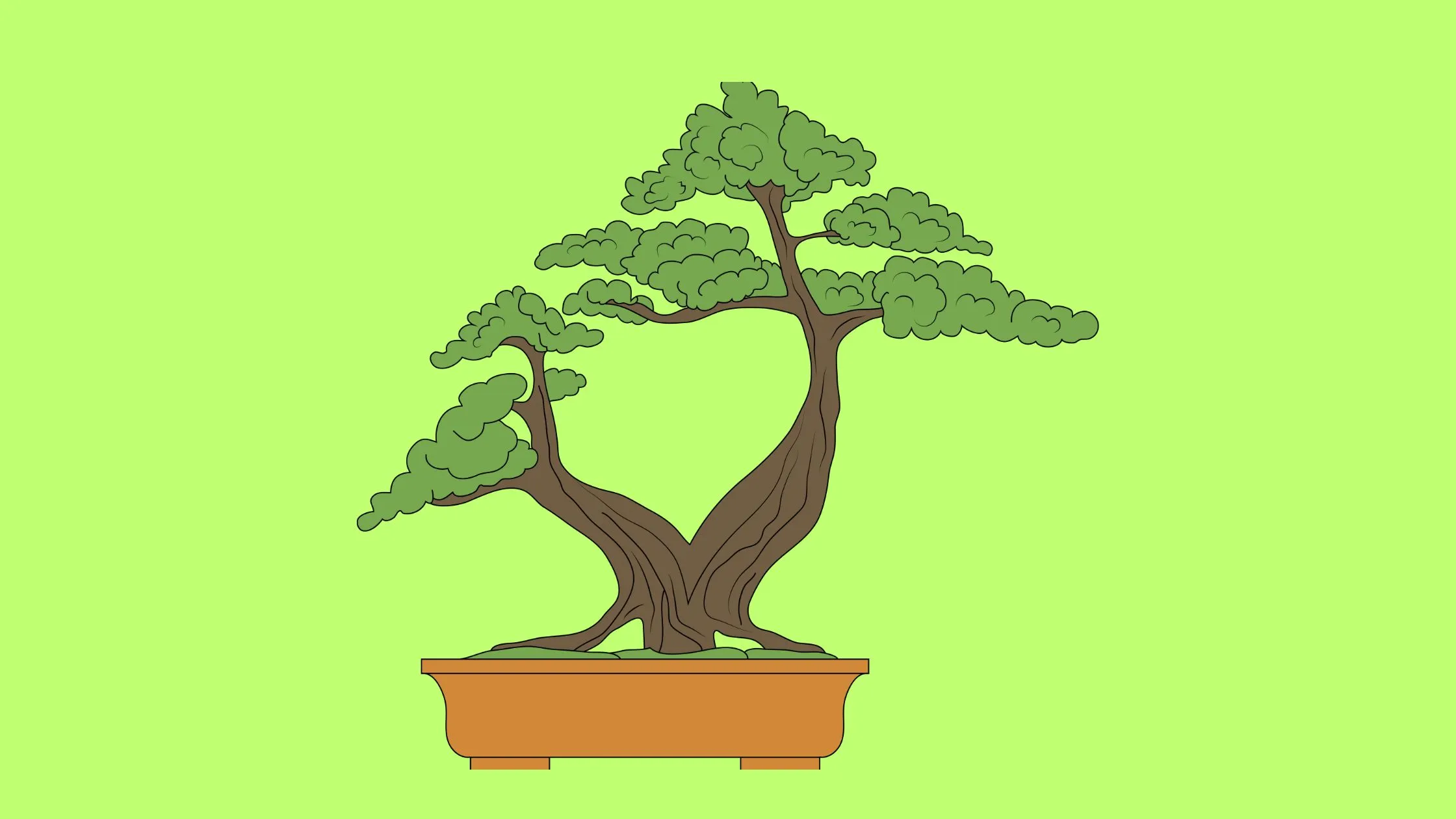 tips to keep your juniper bonsai healthy through watering